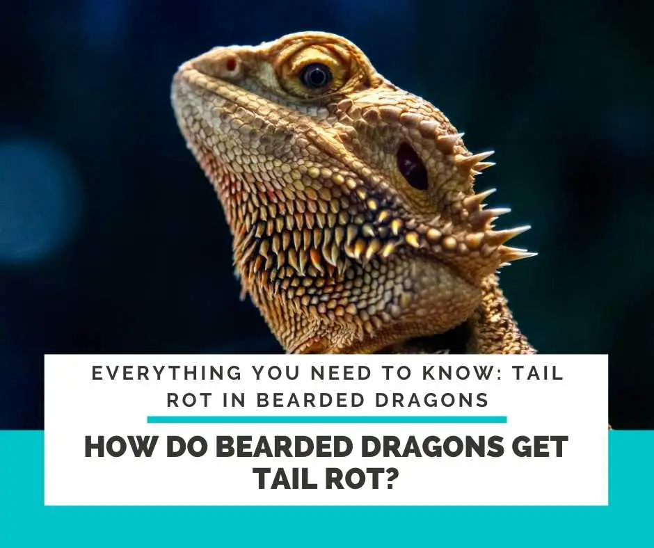 How Do Bearded Dragons Get Tail Rot?