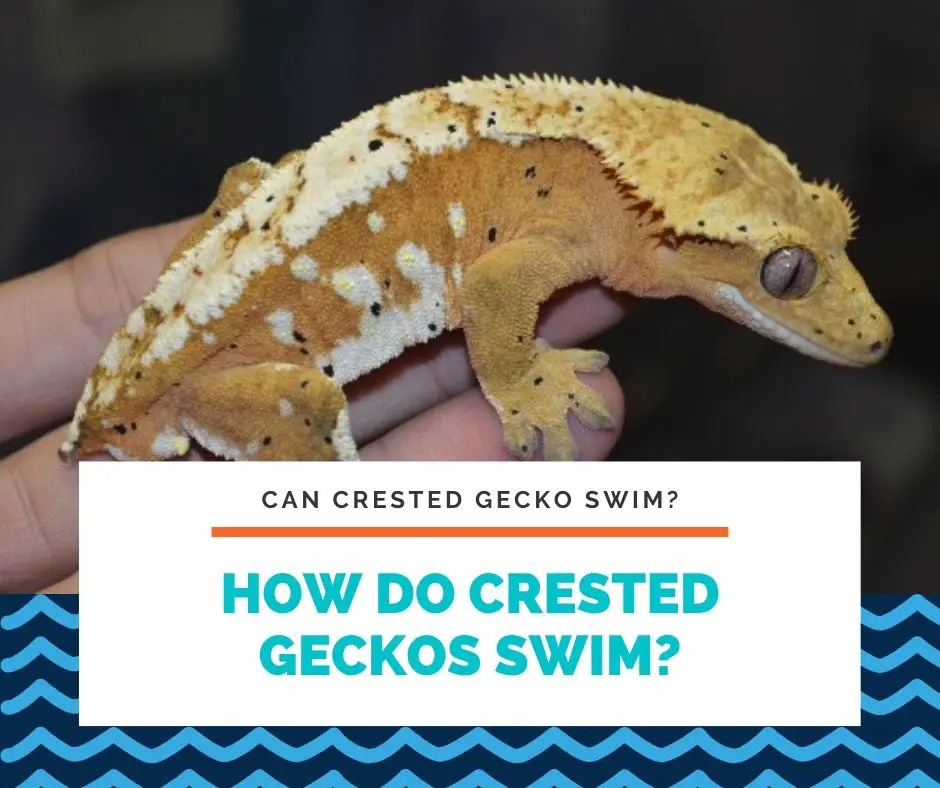 How Do Crested Geckos Swim?