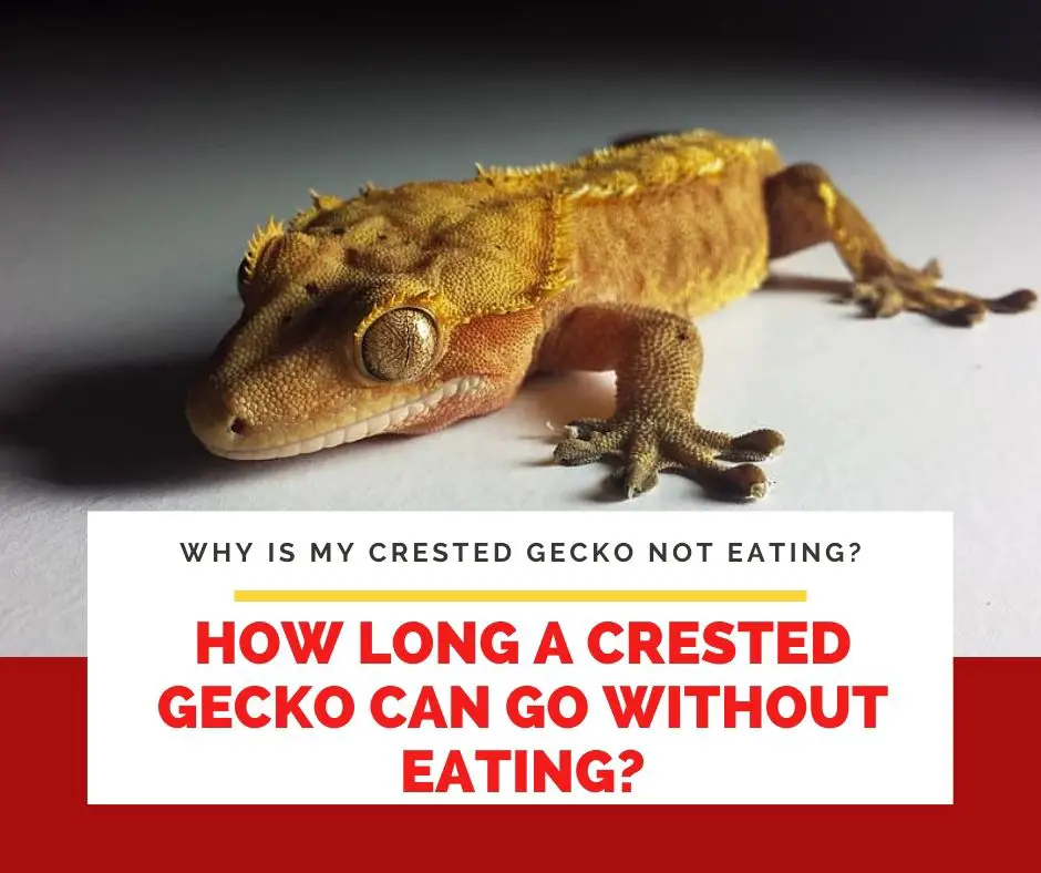 How Long A Crested Gecko Can Go Without Eating?