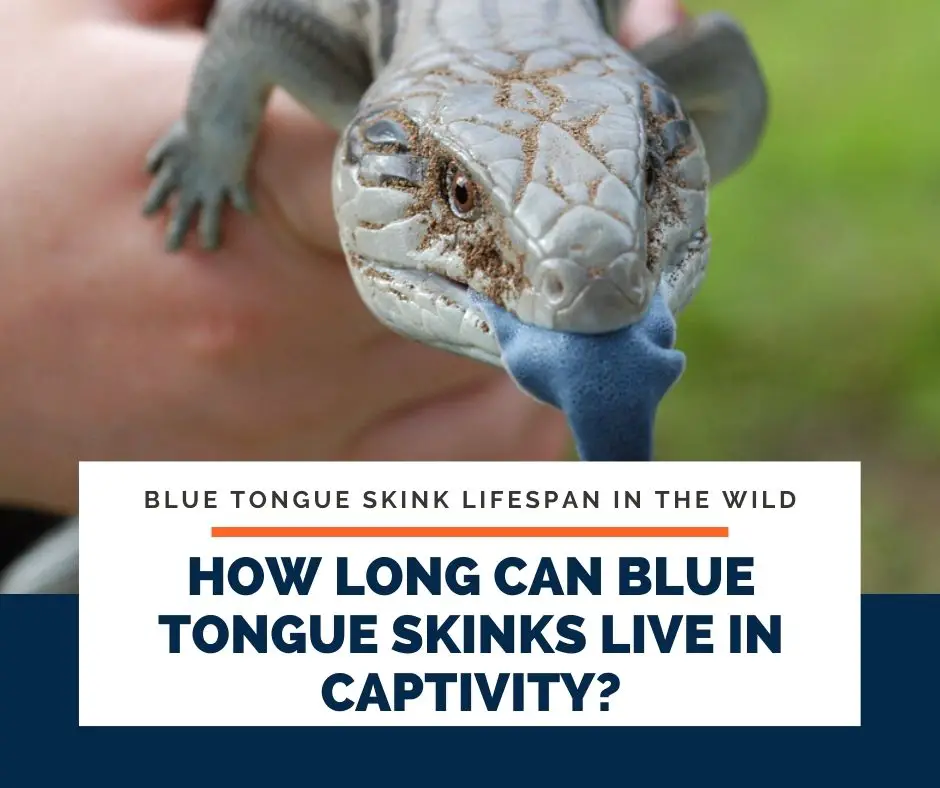 How Long Can Blue Tongue Skinks Live In Captivity