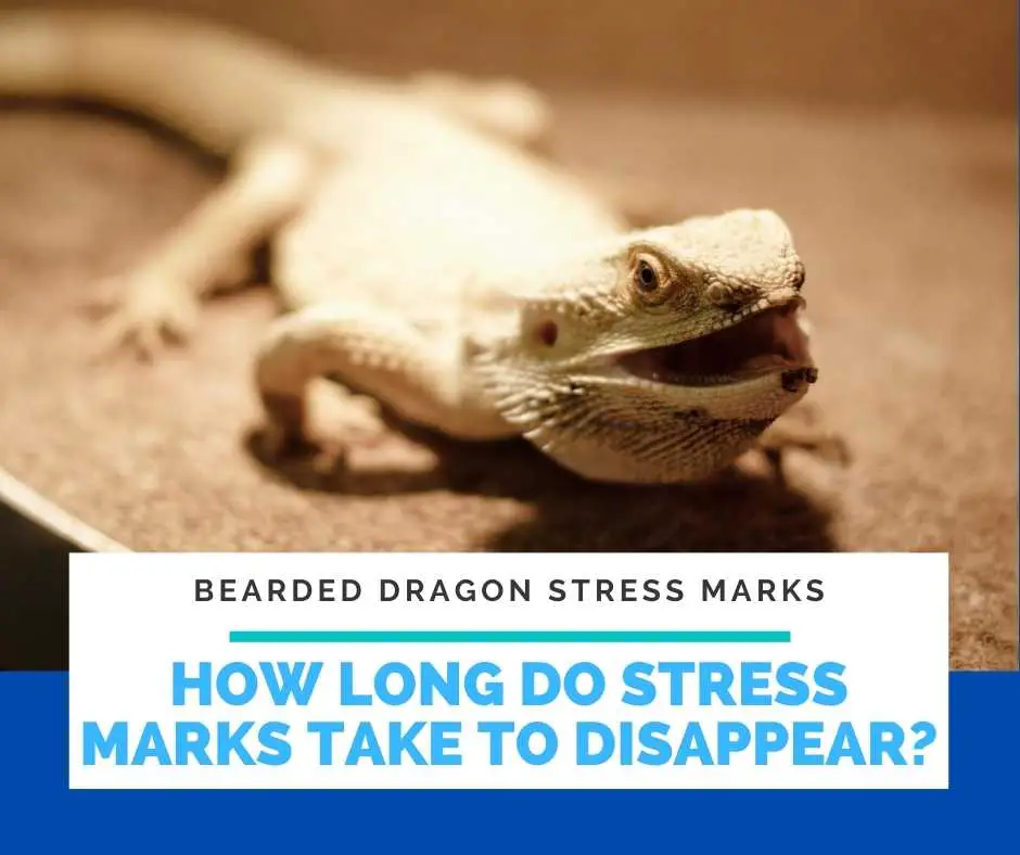 How Long Do Stress Marks Take To Disappear?