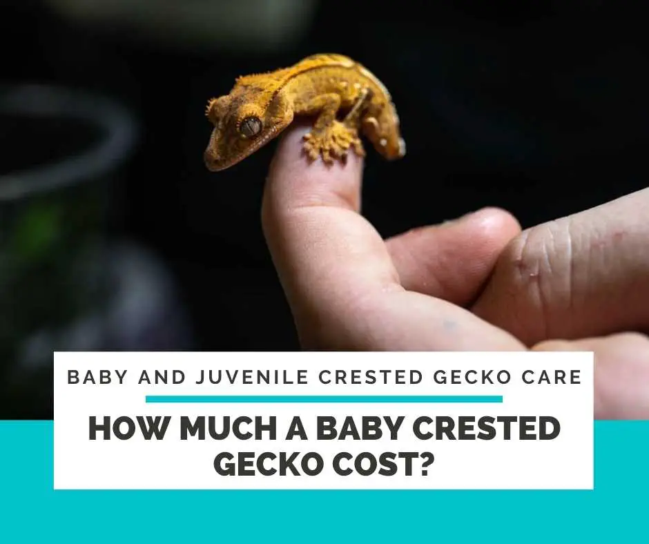 How Much A Baby Crested Gecko Cost?