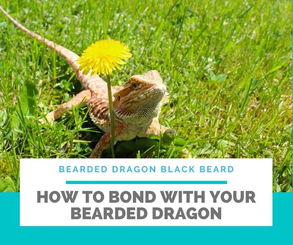 How To Bond With Your Bearded Dragon