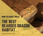 09 Factors To Create Best Bearded Dragon Habitat (+Infographic)