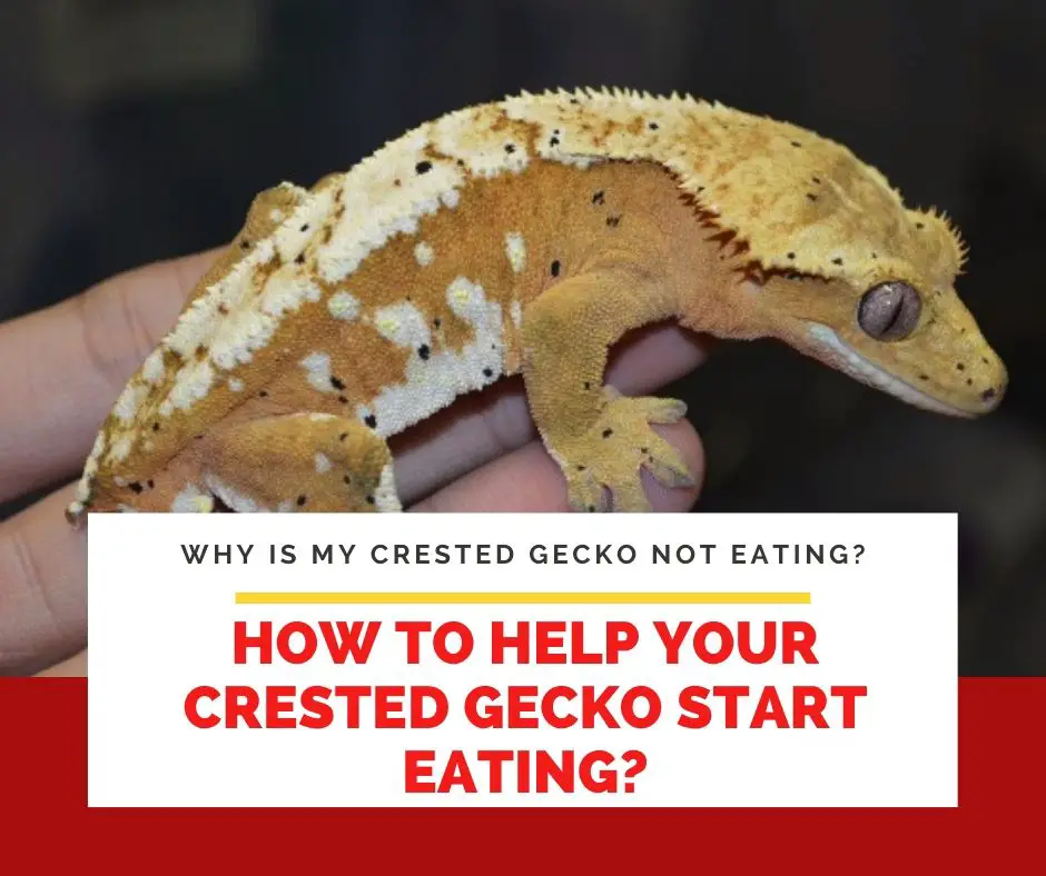 How To Help Your Crested Gecko Start Eating?