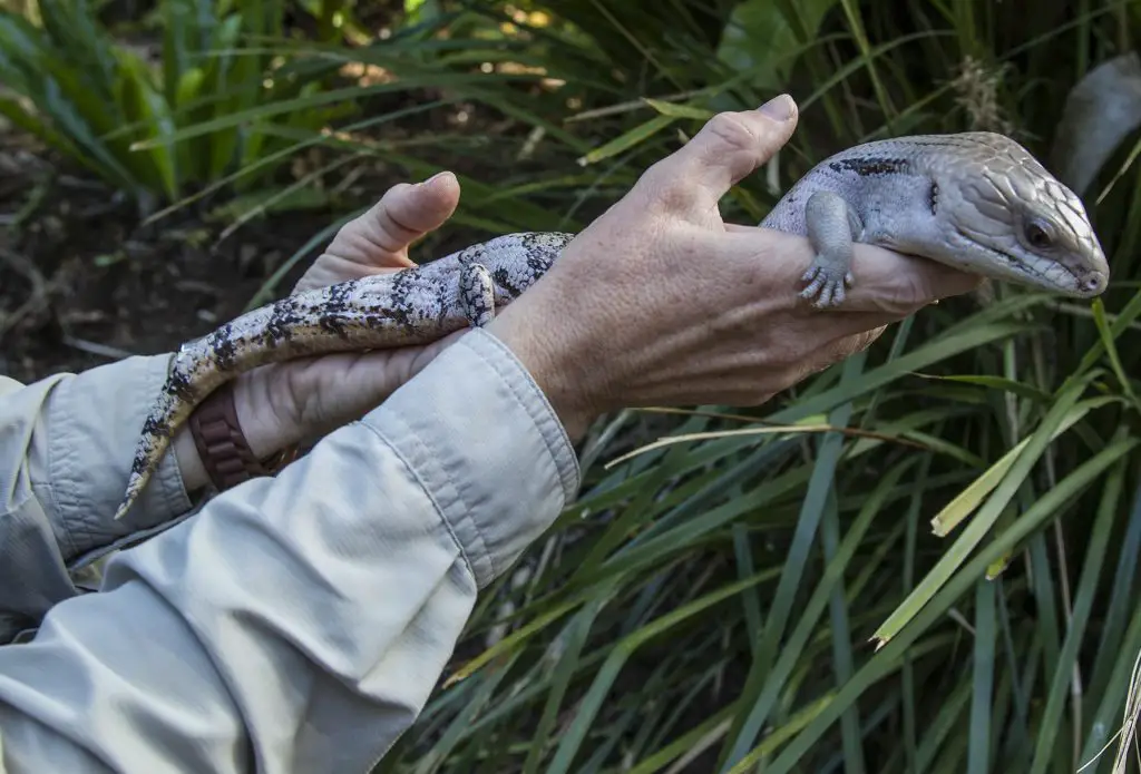 How Often Should Blue Tongue Skink Poop