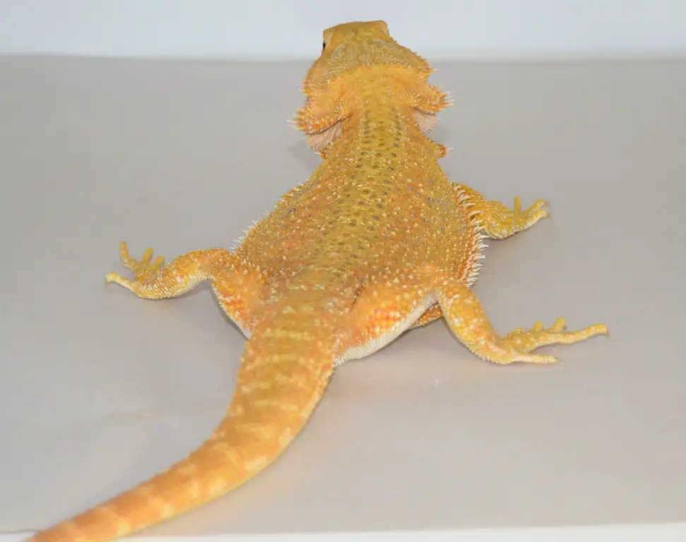 Yellow Bearded Dragons