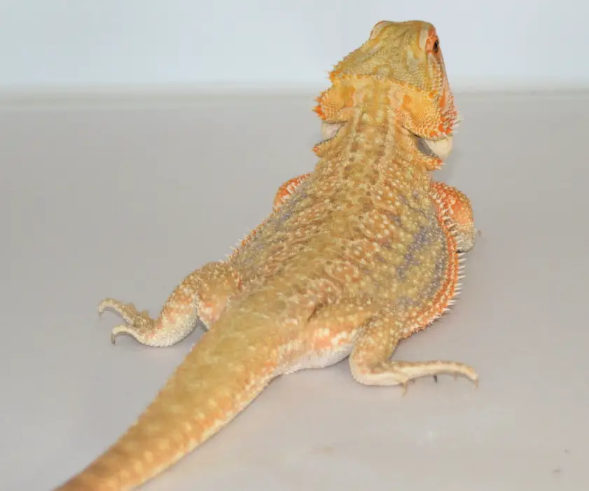 Dunner Bearded Dragon