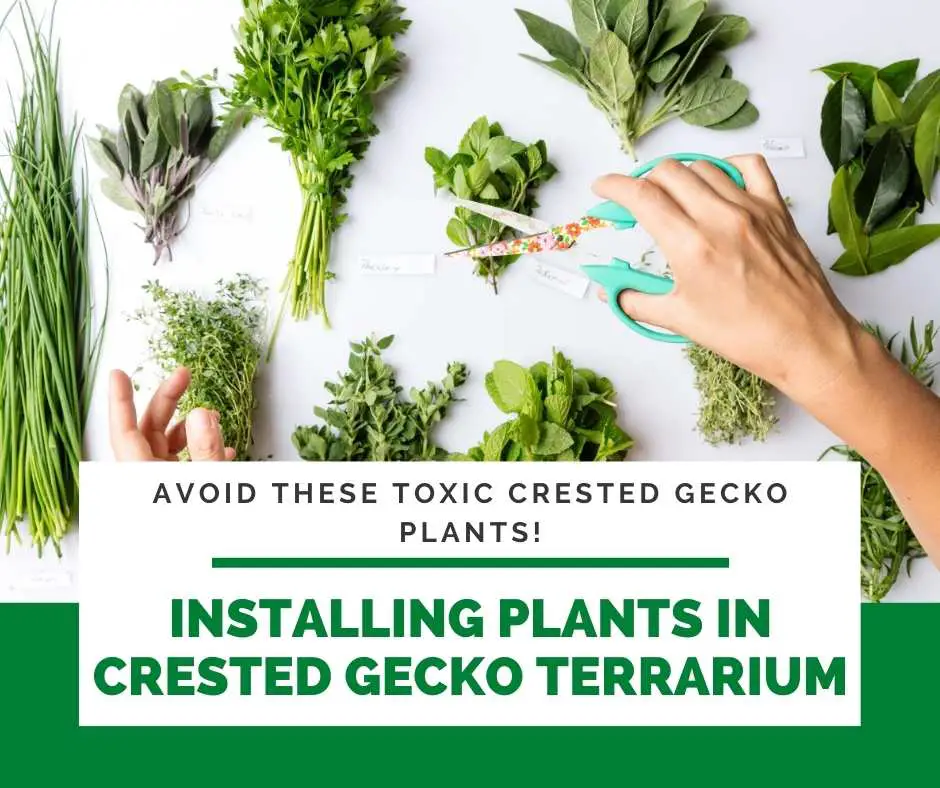 Installing Plants in Crested Gecko Terrarium