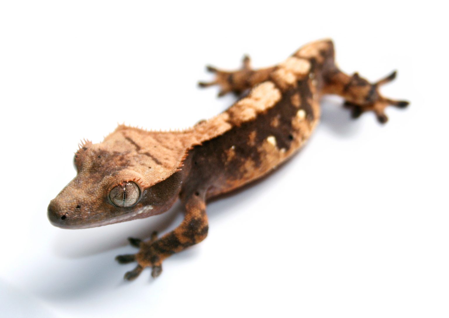 Why Do Crested Geckos Lose Their Tails?