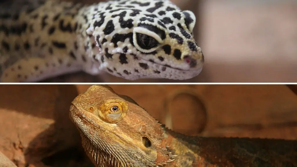 Leopard Gecko and Bearded Dragon Appearances