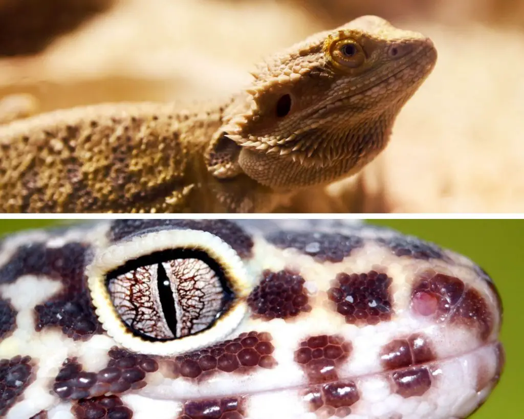 Bearded Dragon and Leopard Gecko Personalities