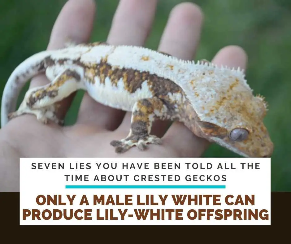 That It Is Only A Male Lily White That Can Produce Lily-White Offspring