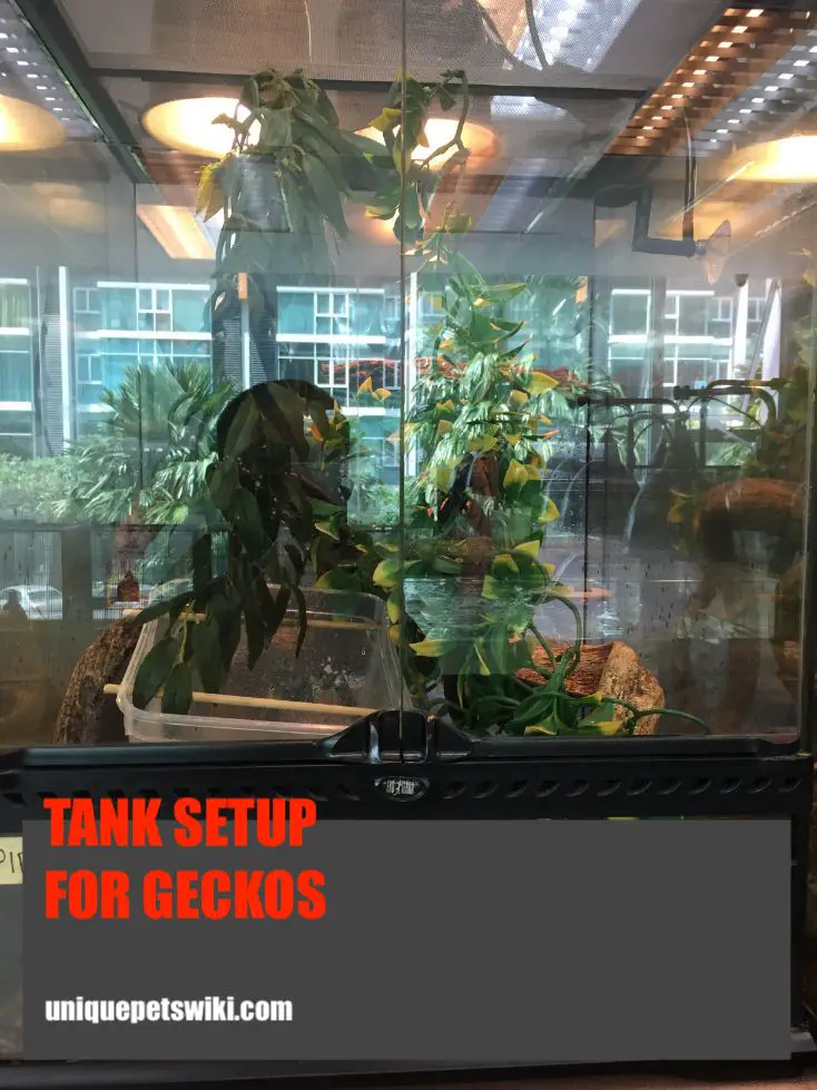 Terrarium Setup For Your Crested Gecko