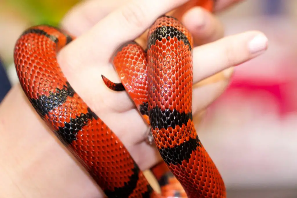 Handling milk snake