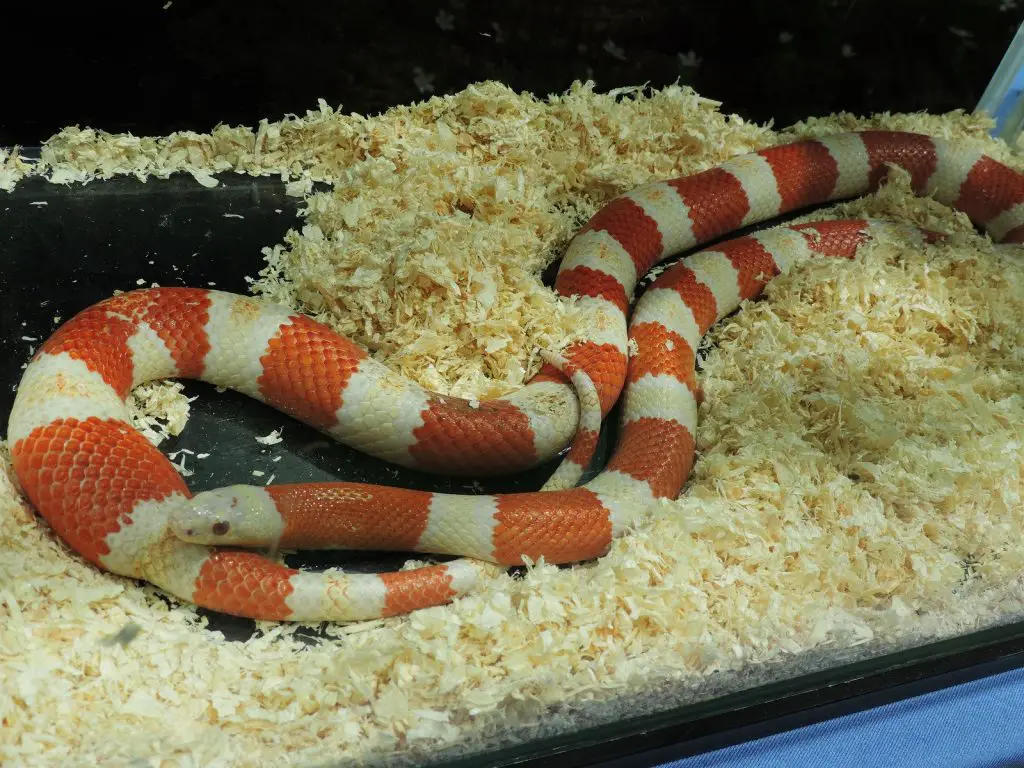 Milk Snake Substrate