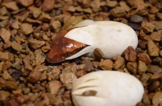 A Newly Hatched Gecko