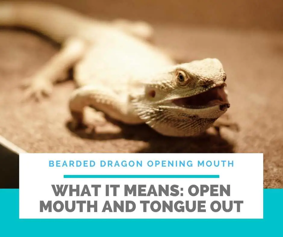 What Does It Mean When A Bearded Dragon Opens Its Mouth And Tongue Out?