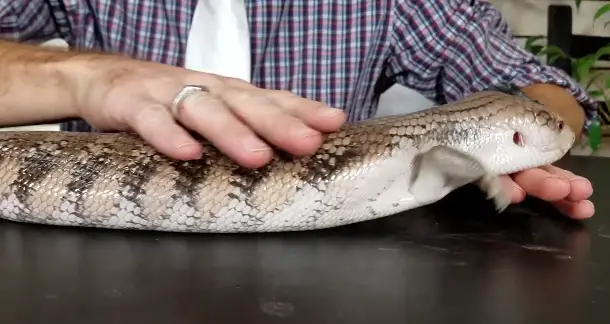 Petting Blue Tongue Skink