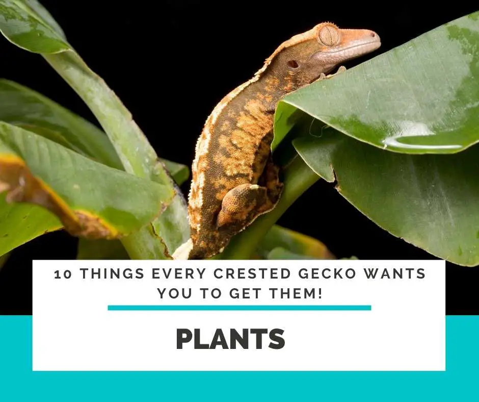 Crested Gecko Plants
