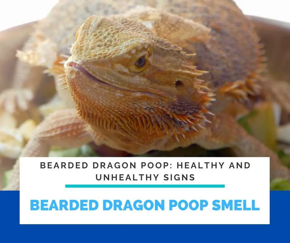 Bearded Dragon Poop Smell