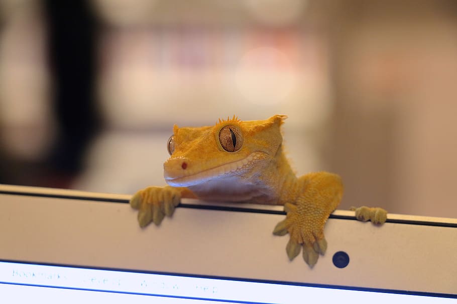 Princes Crested Gecko Names