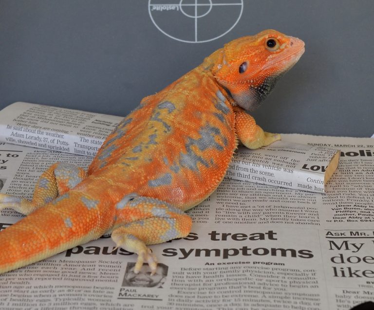 AZ Bearded Dragon Morphs, Colors & Patterns (With Pictures)