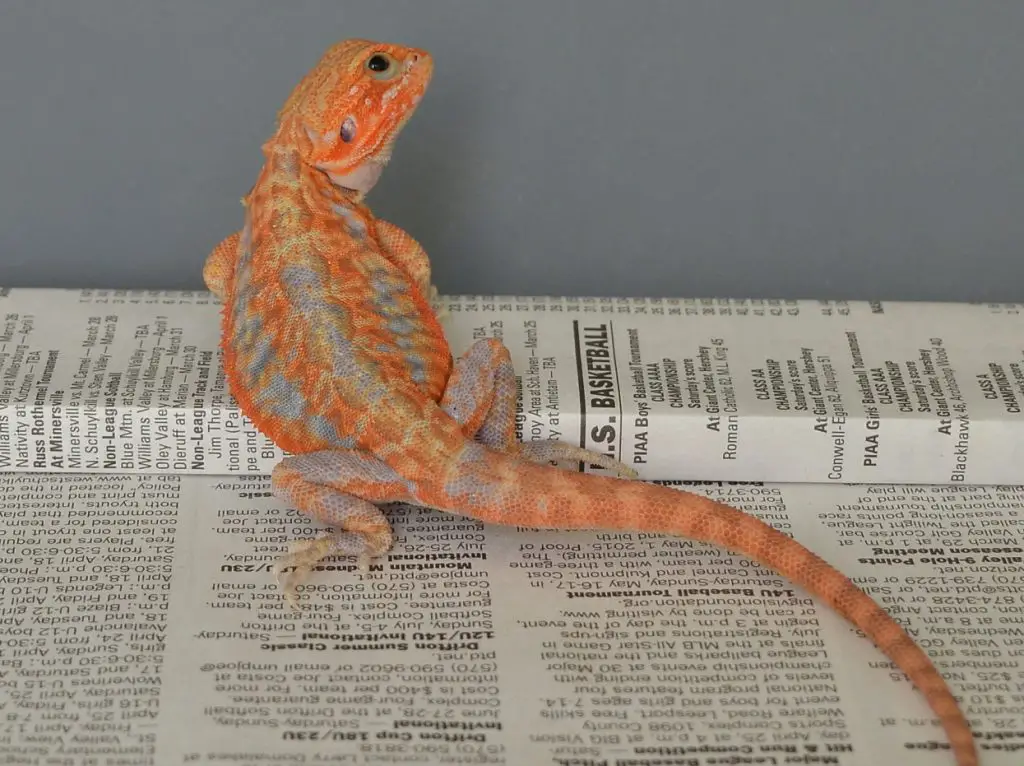 Bearded Dragon Paradox Morph