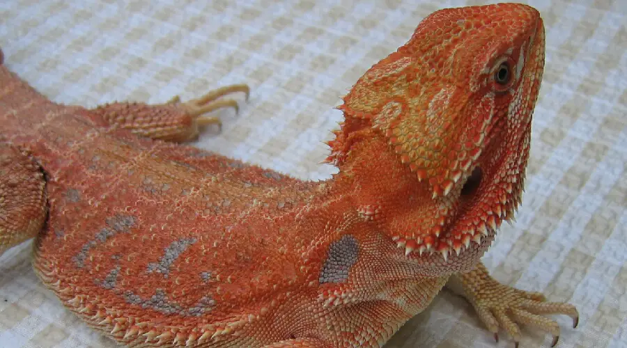 Red Bearded Dragons