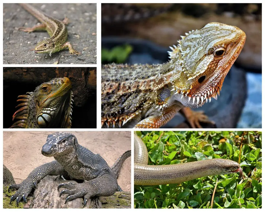 Reptiles with Third Eye