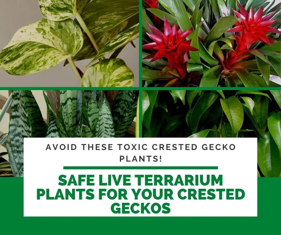 Safe Live Terrarium Plants for Your Crested Geckos