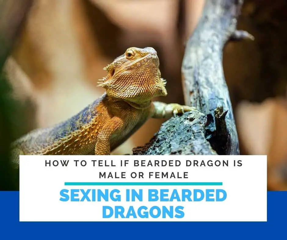 Sexing In Bearded Dragons