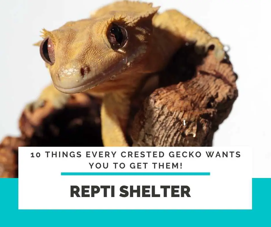 Crested Gecko Repti Shelter