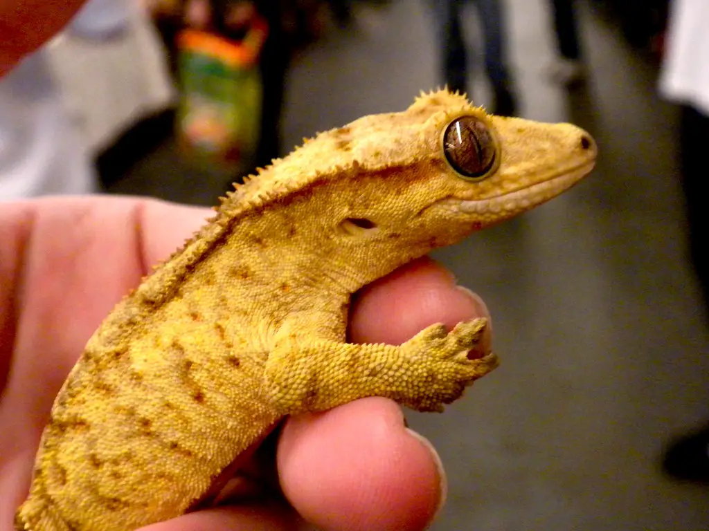 Sick Crested Gecko