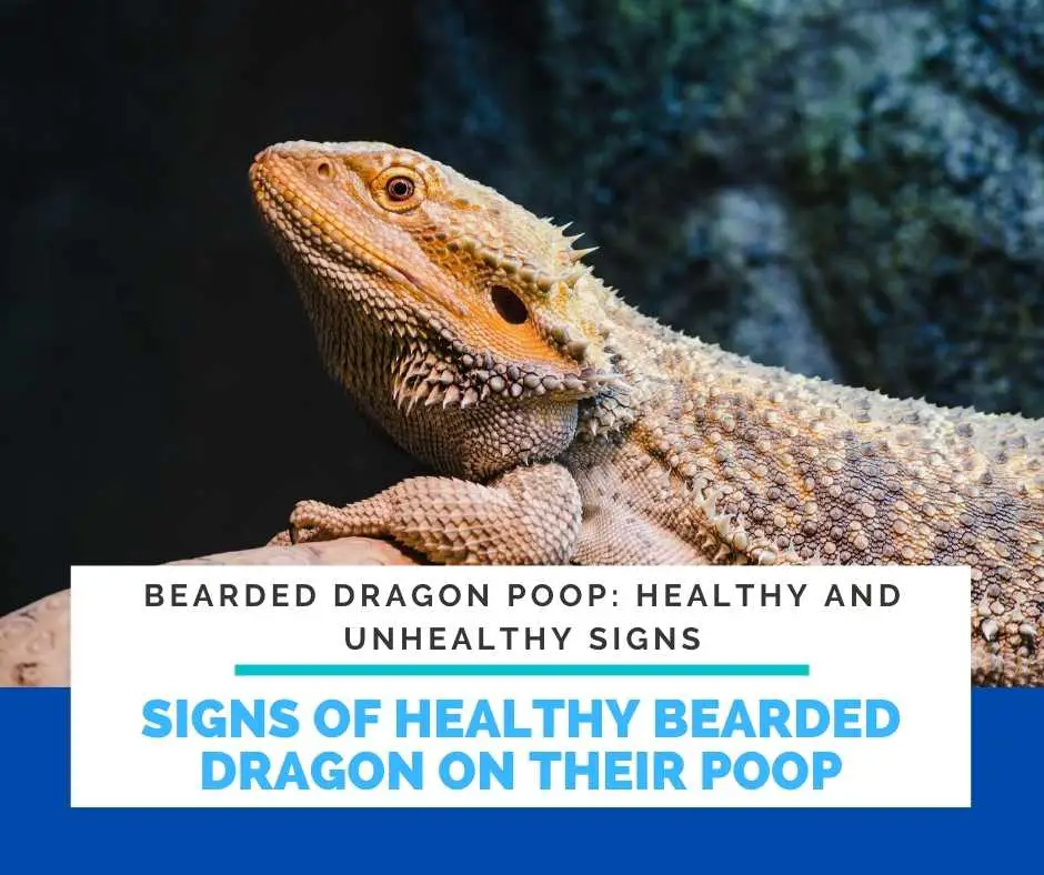 Signs Of Healthy Bearded Dragon On Their Poop