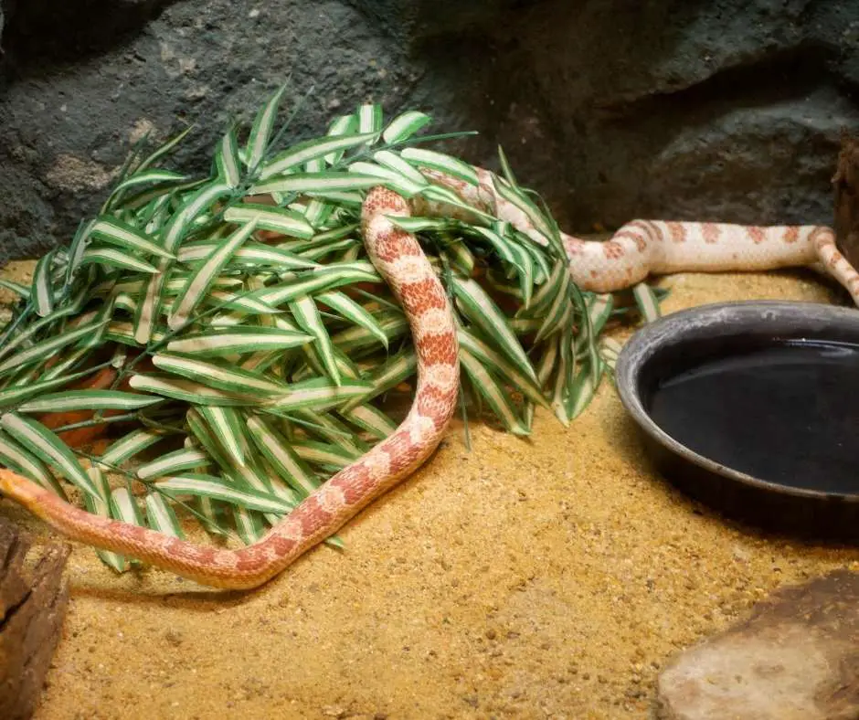 Cage Maintenance For Milk Snake