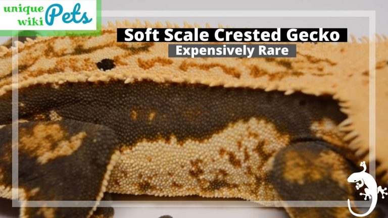 The Complete List Of Crested Gecko Morphs, Patterns, Traits, And Colors