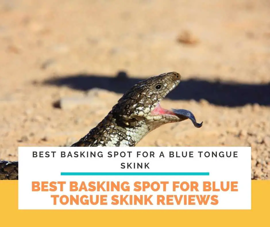 The Best Basking Spot For Blue Tongue Skink Reviews 
