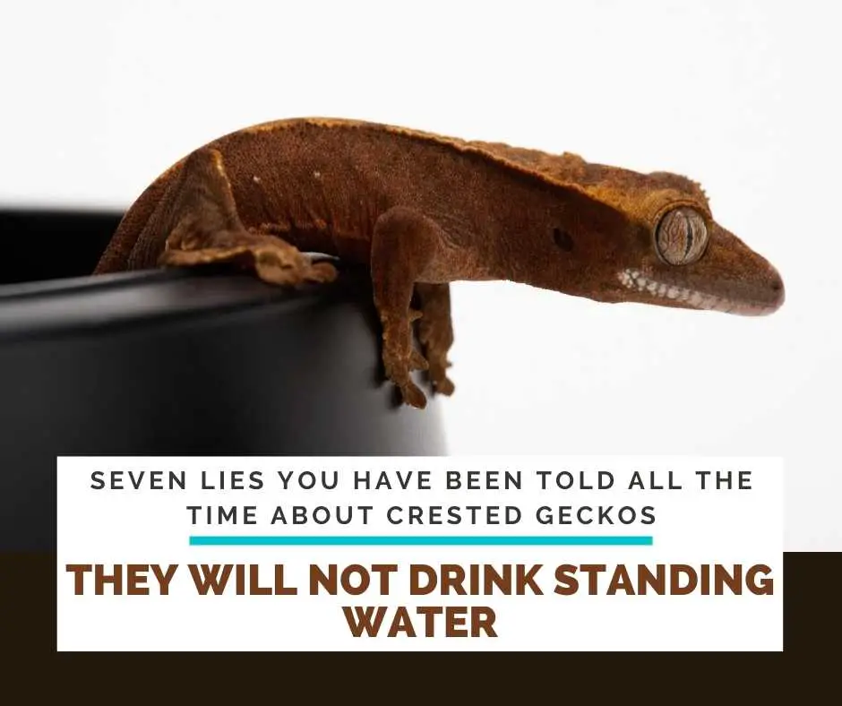 They Will Not Drink Standing Water