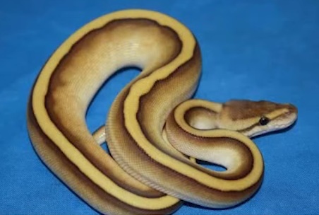 Striped Ball Python