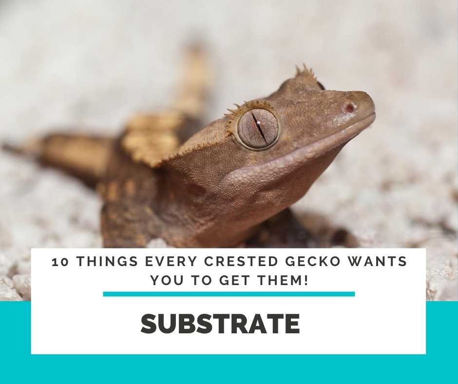 Crested Gecko Substrate