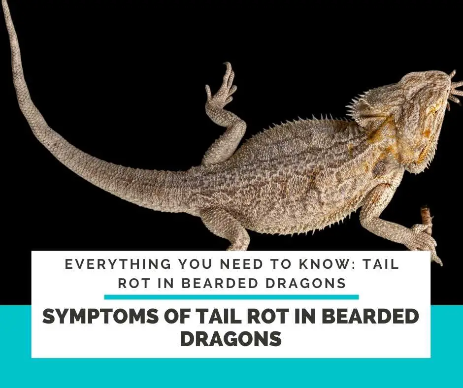Symptoms Of Tail Rot In Bearded Dragons