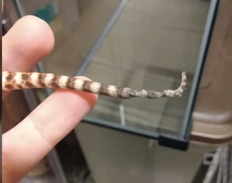 Bearded Dragon's Tail Rot