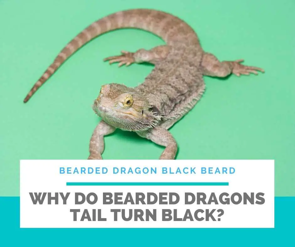 Why Do Bearded Dragons Tail Turn Black?
