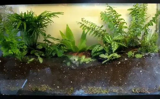 Terrarium