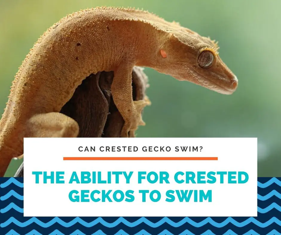 The Ability For Crested Geckos To Swim