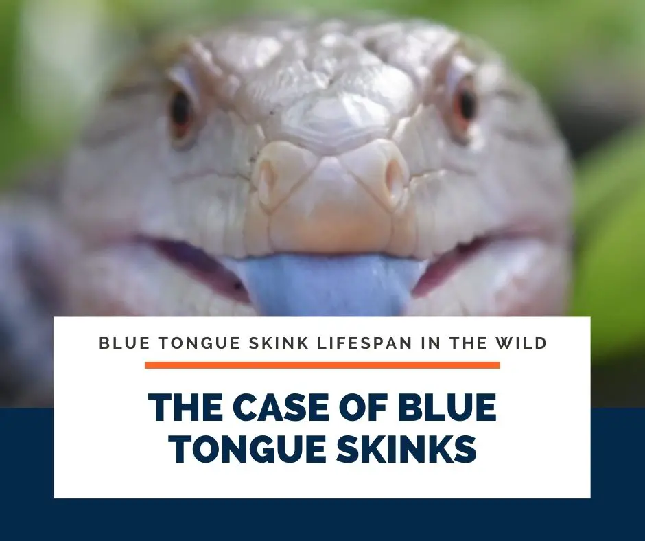 The Case of Blue Tongue Skinks