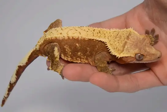 The Crested Gecko Tail