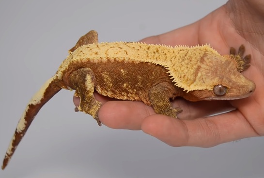 The Crested Gecko Tail