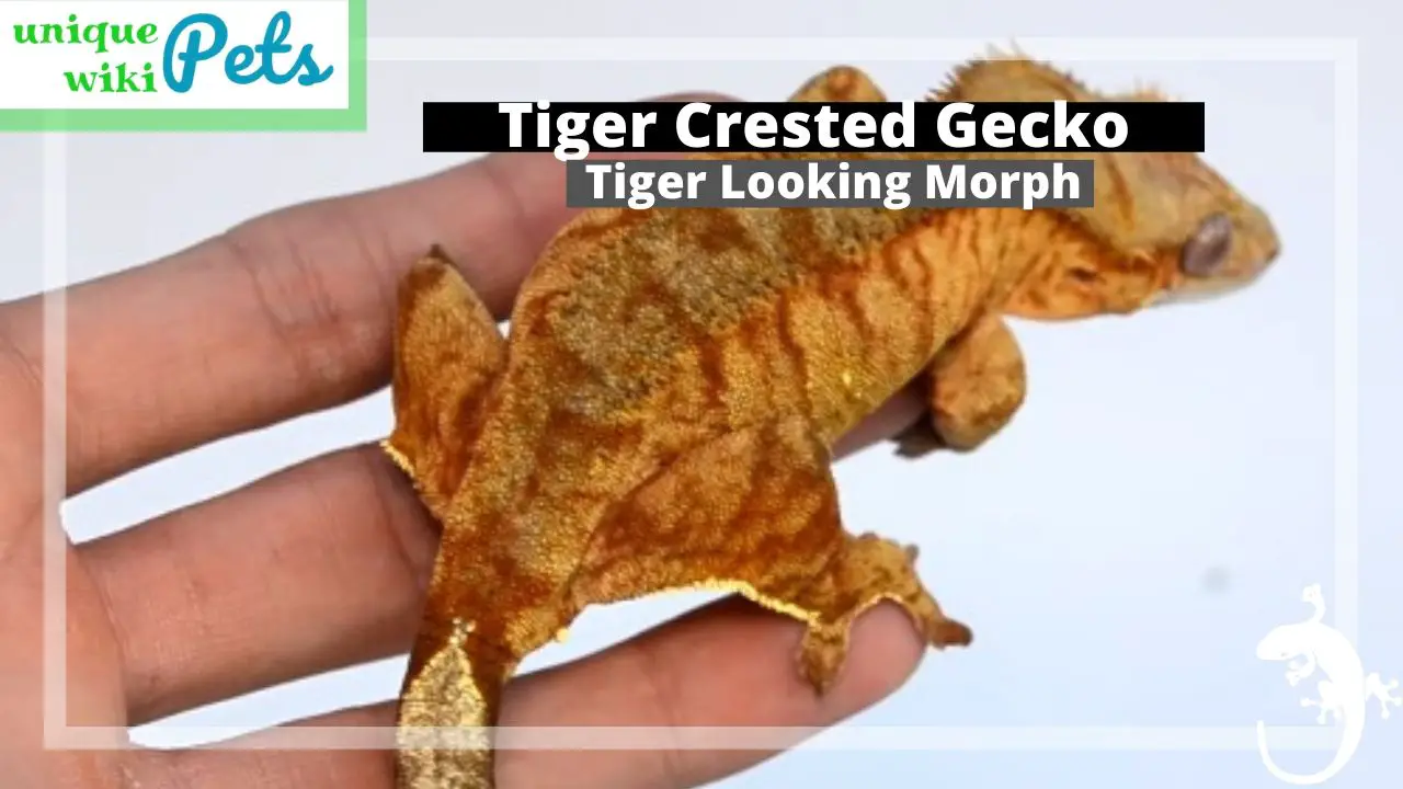 Tiger Crested Gecko